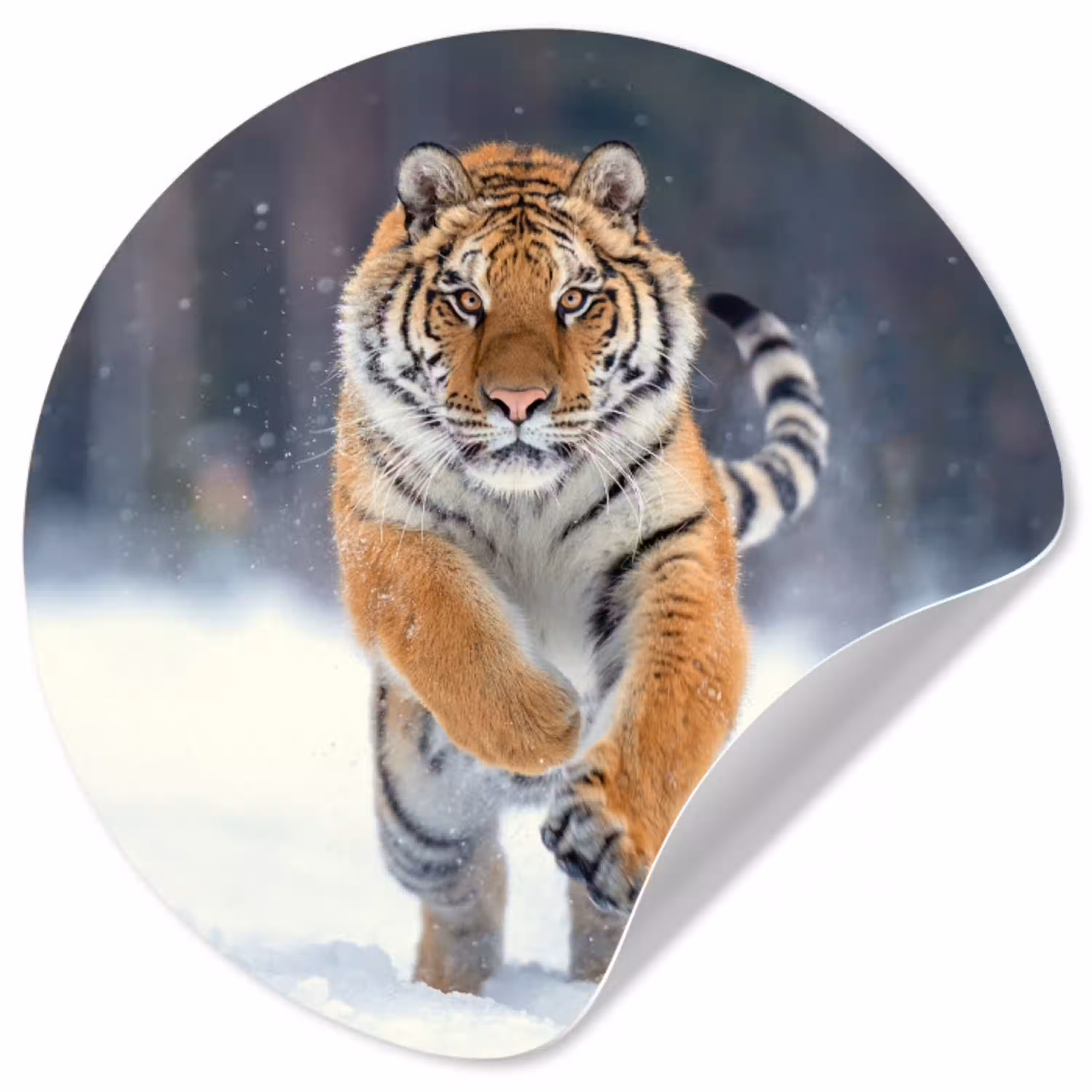 Tijger - Landschap - Sneeuw - Winter - Dieren Wandcirkel behangsticker klein -3d