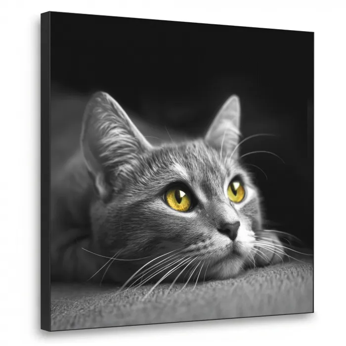 Kat - Zwart - Wit - Dieren - Natuur Textielframe zwart klein -3d