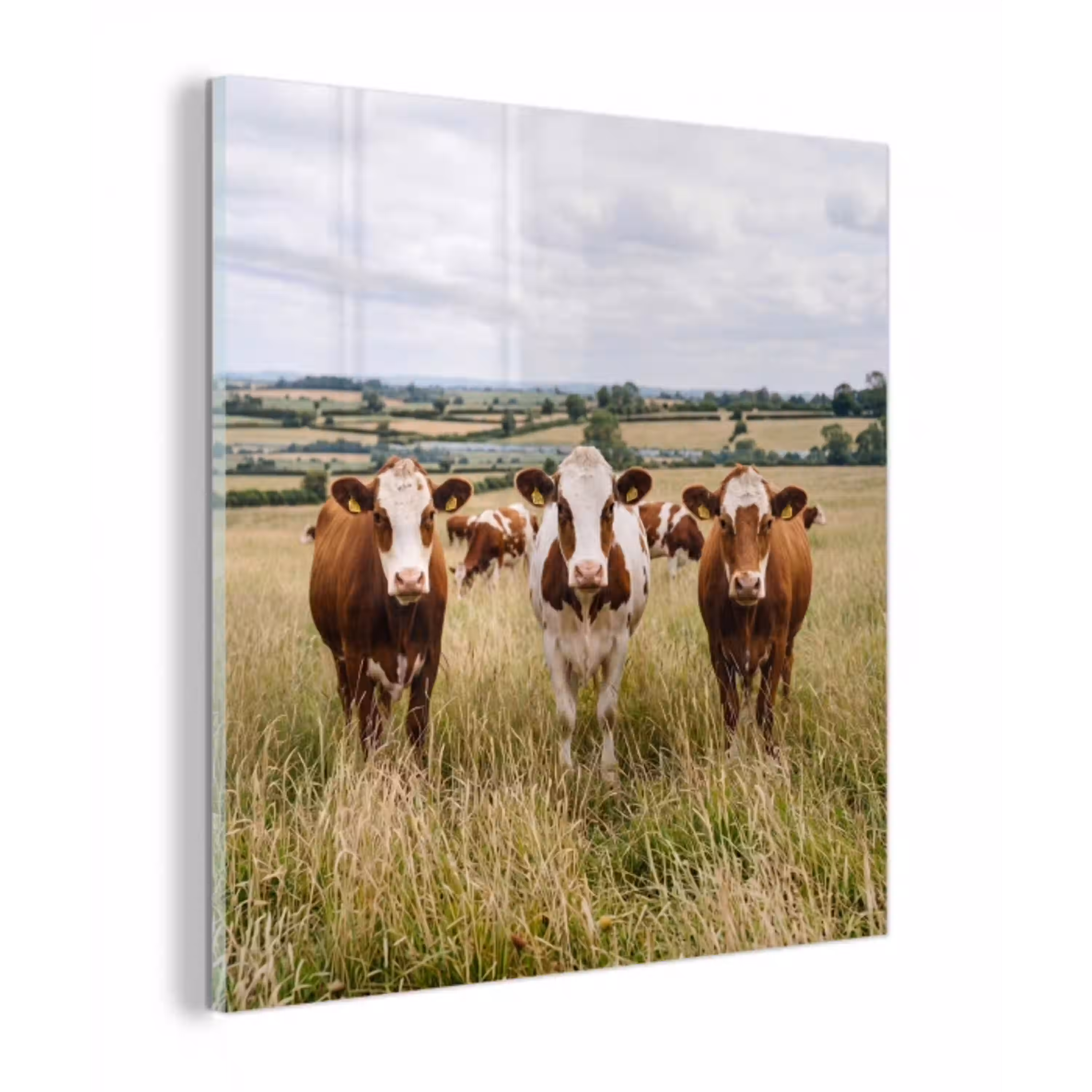 Koeien - Portret - Weide - Boerderij - Nieuwsgierig plexiglas 5mm klein -z3d