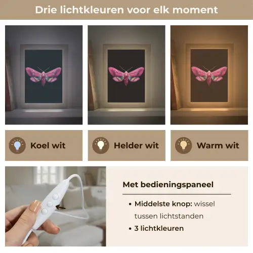 Vlinder - Roze - Nachtvlinder Light Box met kabel (Tafellamp) klein -USP_lichtkleurNL