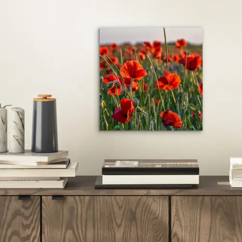 Bloemen - Klaprozen - Natuur - Rood aluminium wit klein -sfeer1