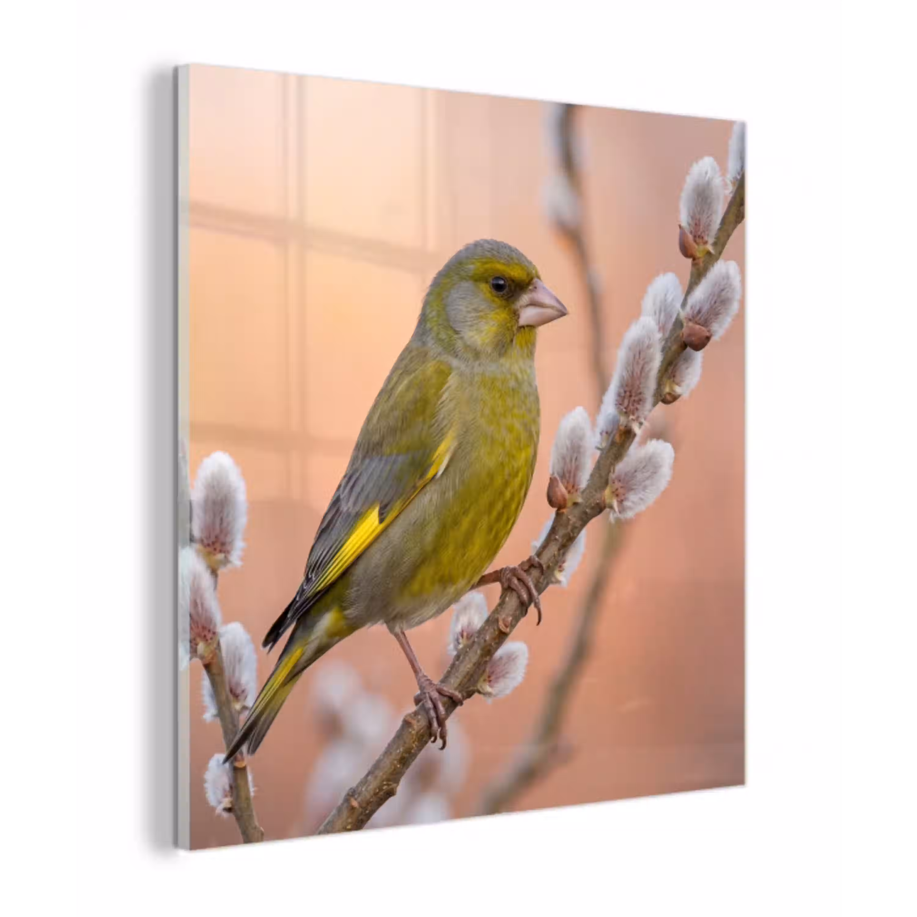 Groenling - Katjes - Lente - Natuur - Zacht plexiglas 5mm klein -z3d