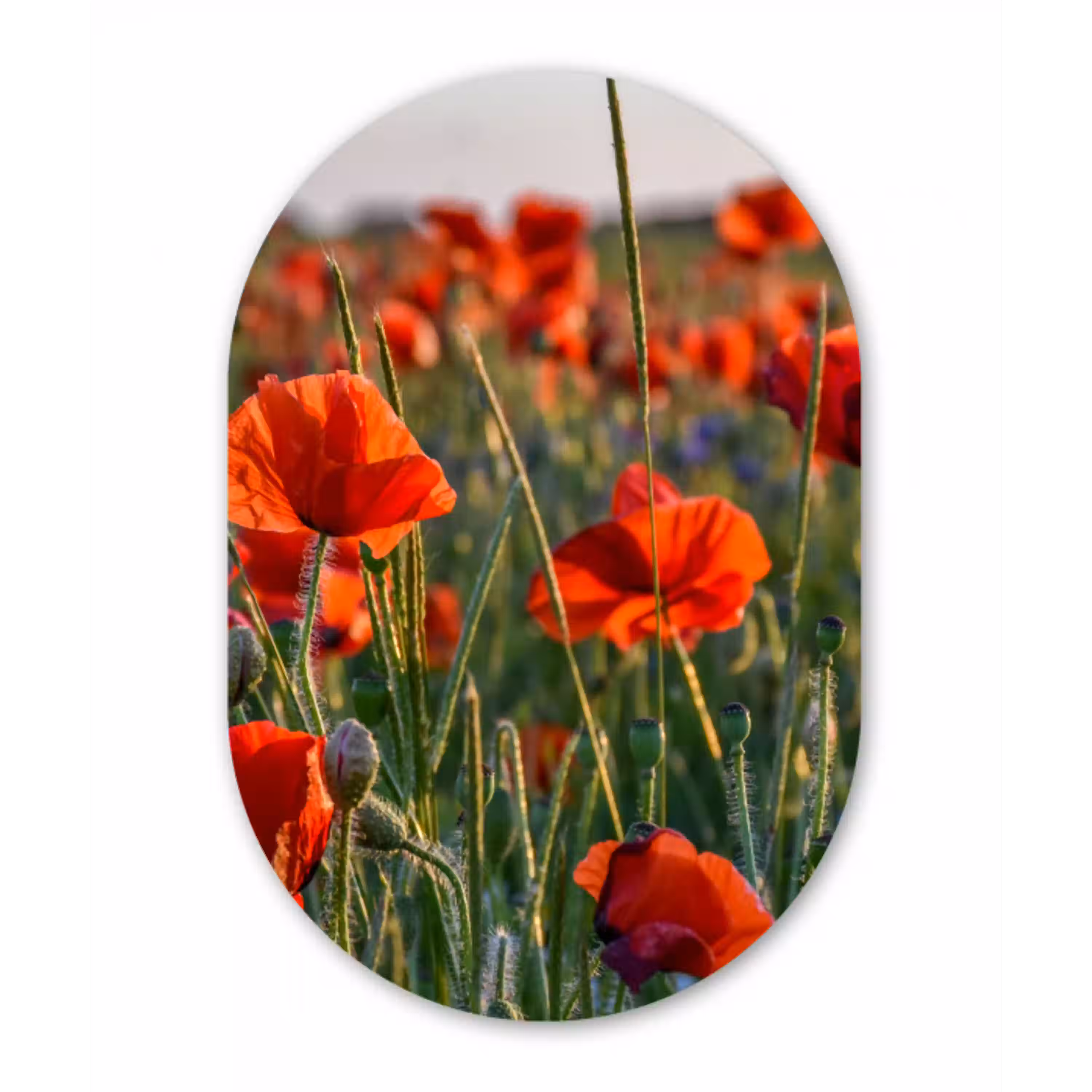 Bloemen - Klaprozen - Natuur - Rood Wandcirkel Ovaal Forex klein -3d