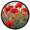 Klaproos - Bloemen - Rood - Paars - Weide Fotolijst rond zonder passe partout klein -3d