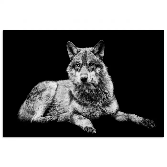 Wilde dieren - Wolf - Zwart - Wit poster papier klein -3d