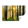 Bos - Zon - Bomen - Gras - Landschap Muursticker klein -3d