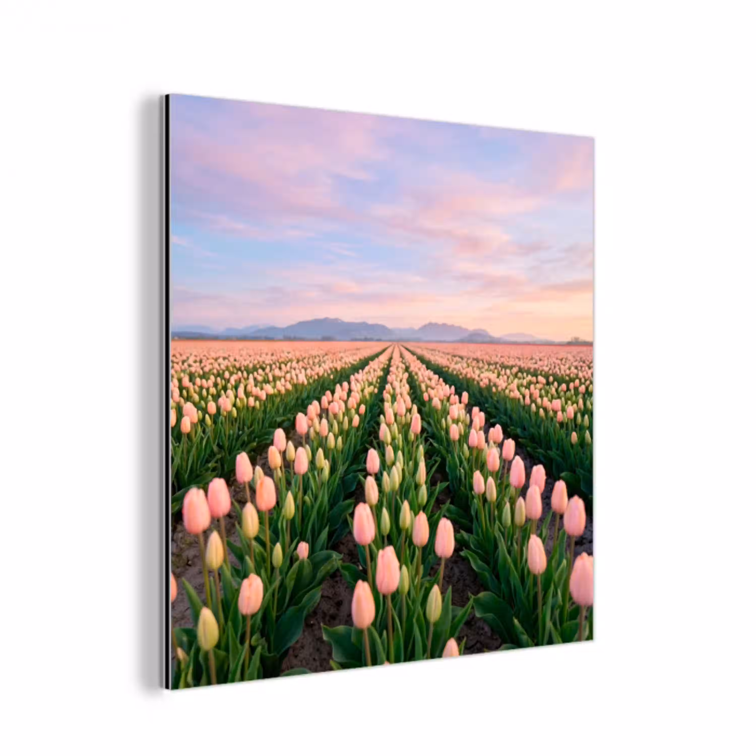 Tulpen - Landschap - Roze aluminium wit klein -3d