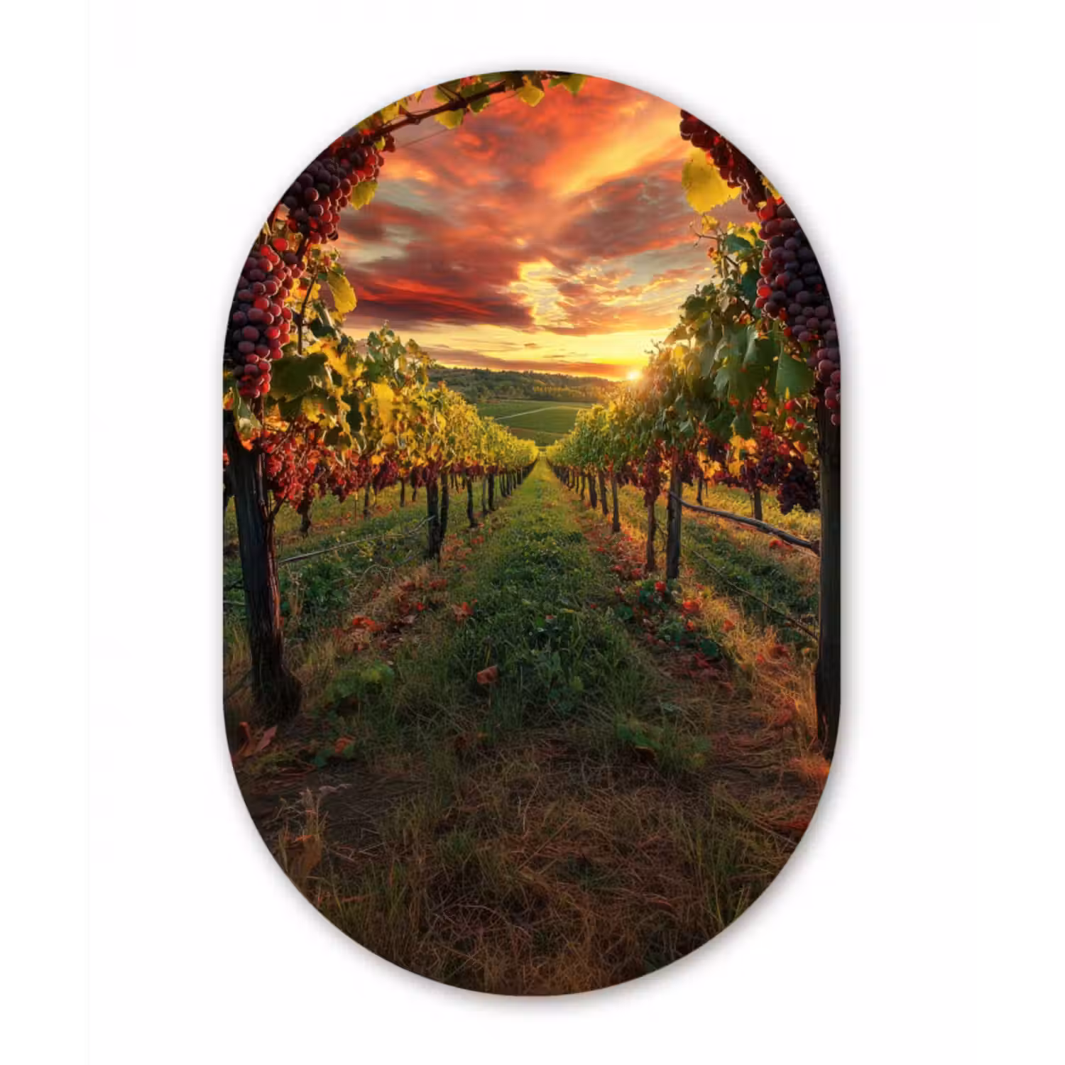 Glasbild Oval - Weinberg - Weintrauben - Sonnenuntergang