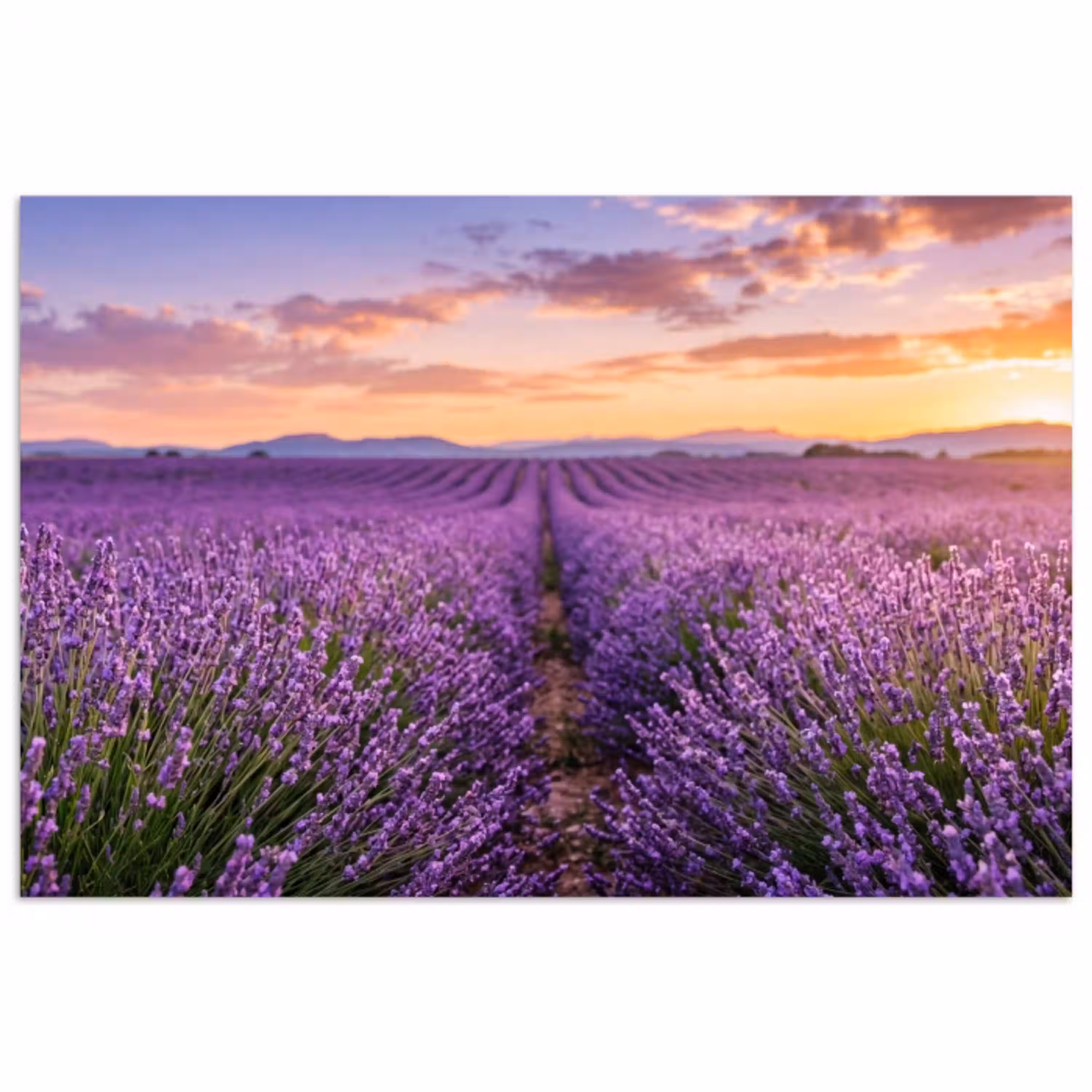 Lavendel - Veld - Natuur - Paars poster papier klein -3d