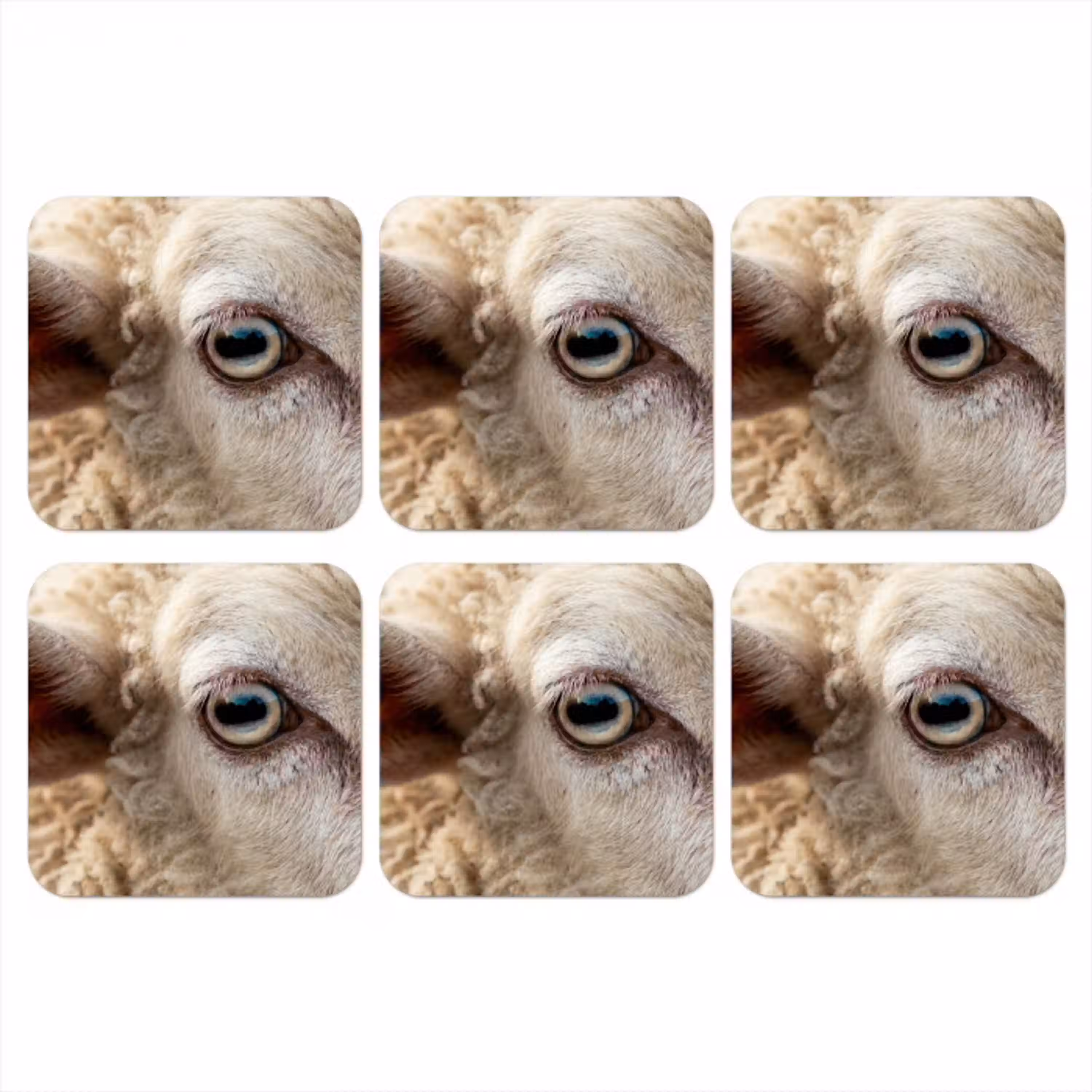Schaap - Oog - Wit onderzetter kurk middel -3d