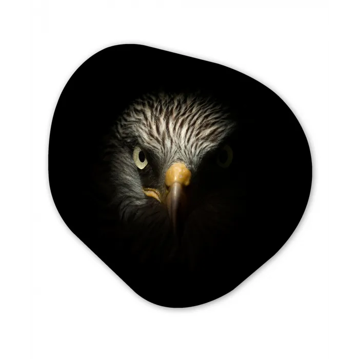 Vogel - Adelaar - Roofvogels - Oog - Snavel - Licht Wandcirkel Organisch Forex 3mm klein -3d