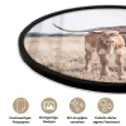 Texas Longhorn - Kalf - Weide - Dieren Fotolijst rond zonder passe partout klein -closeup_DE