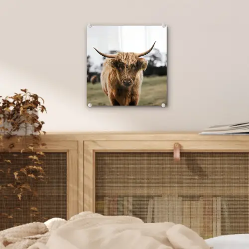 Schotse Hooglander -  Koe - Gras - Dieren - Natuur plexiglas 5mm klein -sfeer4