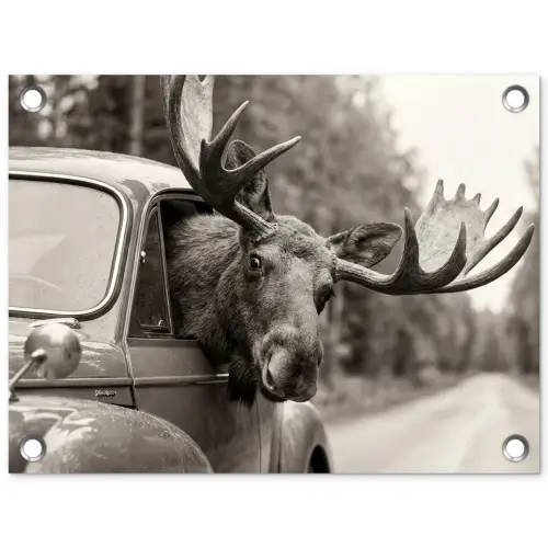 Eland - Auto - Gewei - Zwart - Wit tuinposter los doek klein -3d