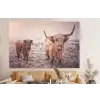 Schotse hooglanders - Licht - Lucht - Natuur forex 5mm xxl -bovenbank