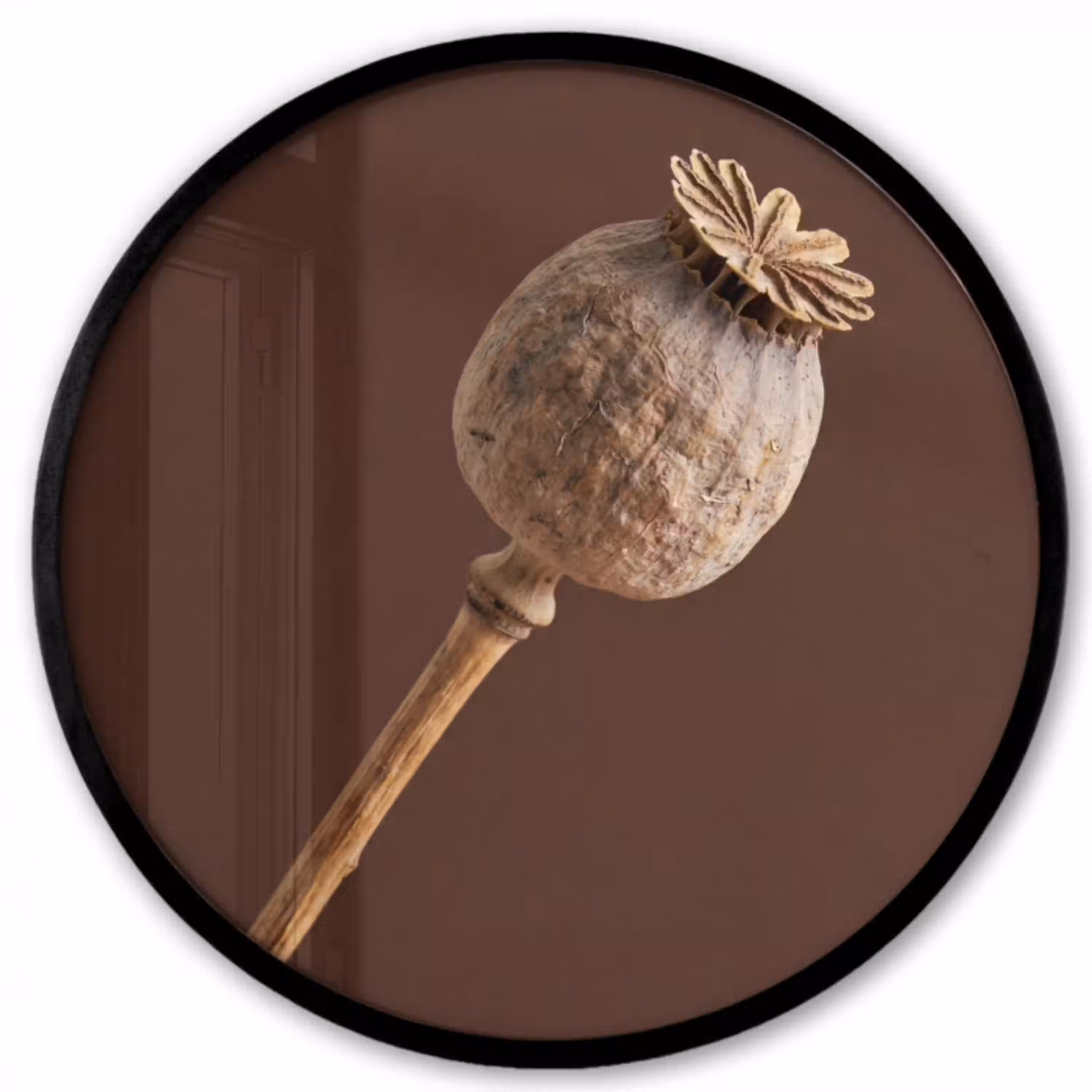 Papaverbol - Droogbloem - Bruin - Minimalistisch Fotolijst rond zonder passe partout klein -3d
