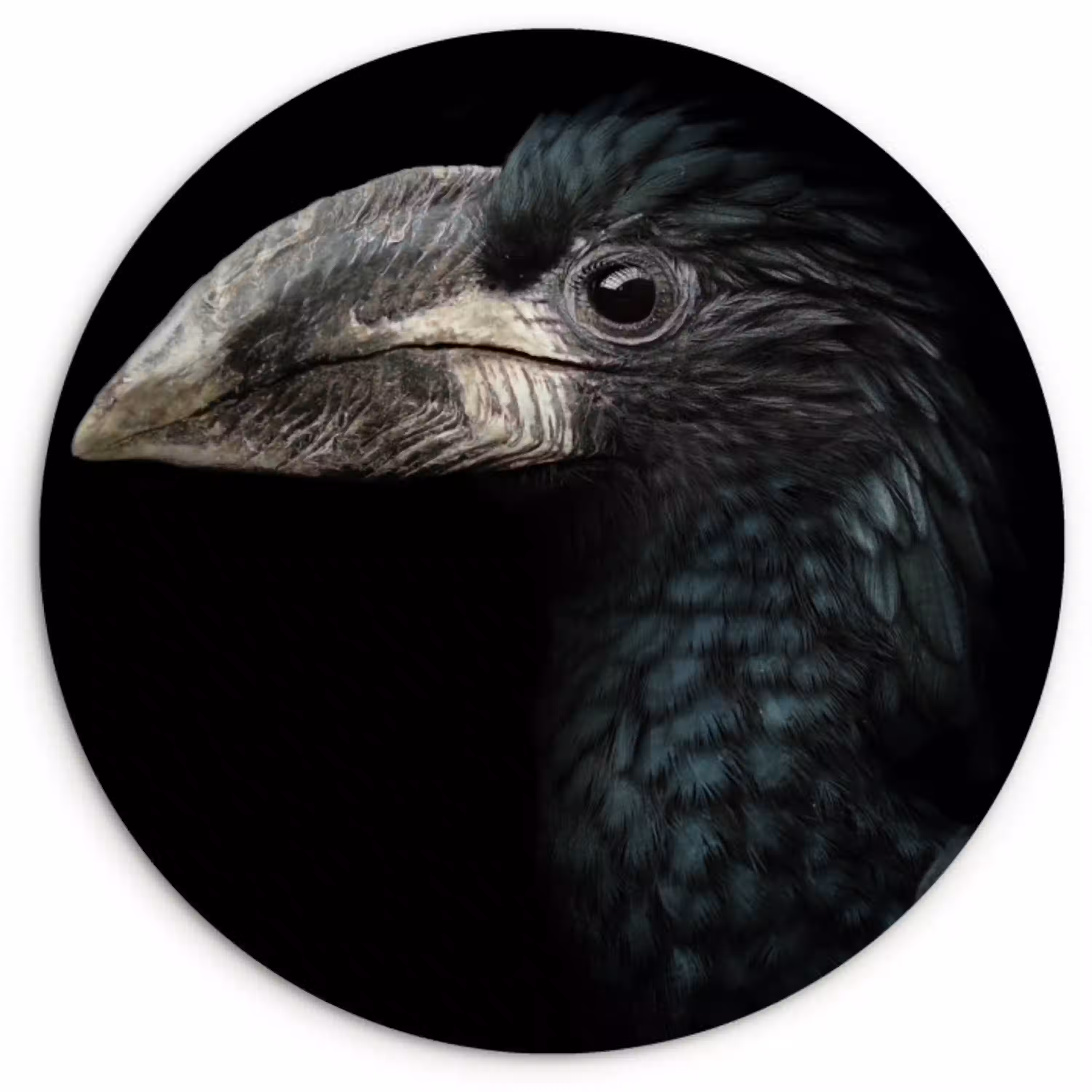 Vogel - Portret - Neushoornvogel - Zwart - Dieren Wandcirkel kunststof plaat 5mm dik klein -3d