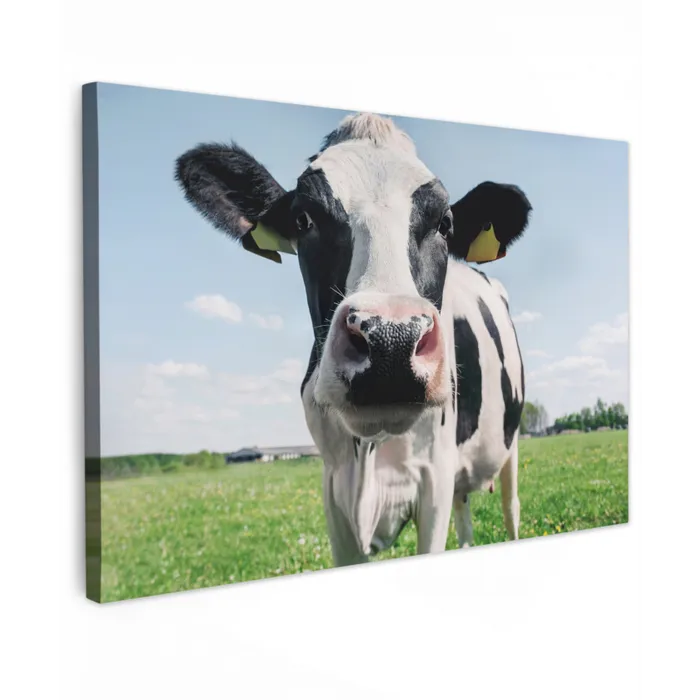 Koe - Weiland - Natuur - Dieren - Gras canvas 2cm klein -z3d