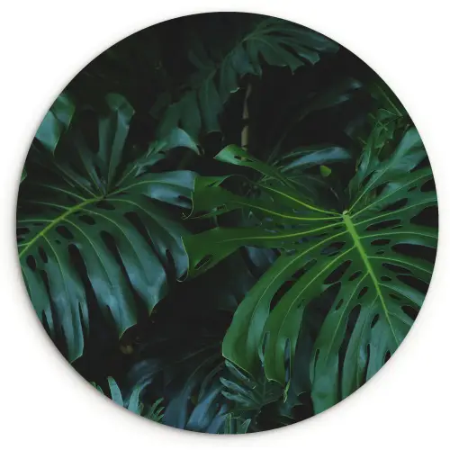 Monstera - Bladeren - Tropisch - Jungle Wandcirkel kunststof plaat 5mm dik klein -3d