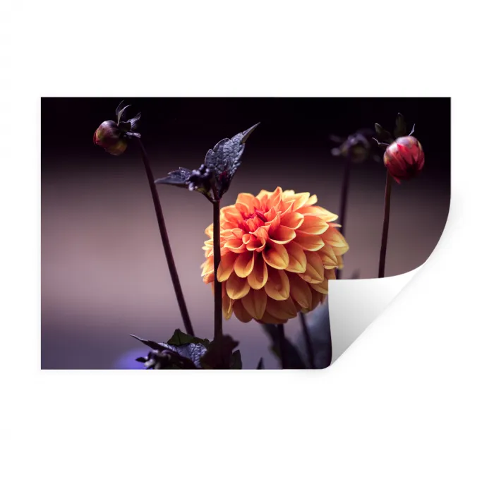 Bloemen - Chrysant - Macro - Planten Muursticker klein -3d