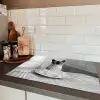 Kat - Siamees - Zwart Wit - Schattig - Dieren Inductie beschermer vinyl 3mm klein -sfeer3