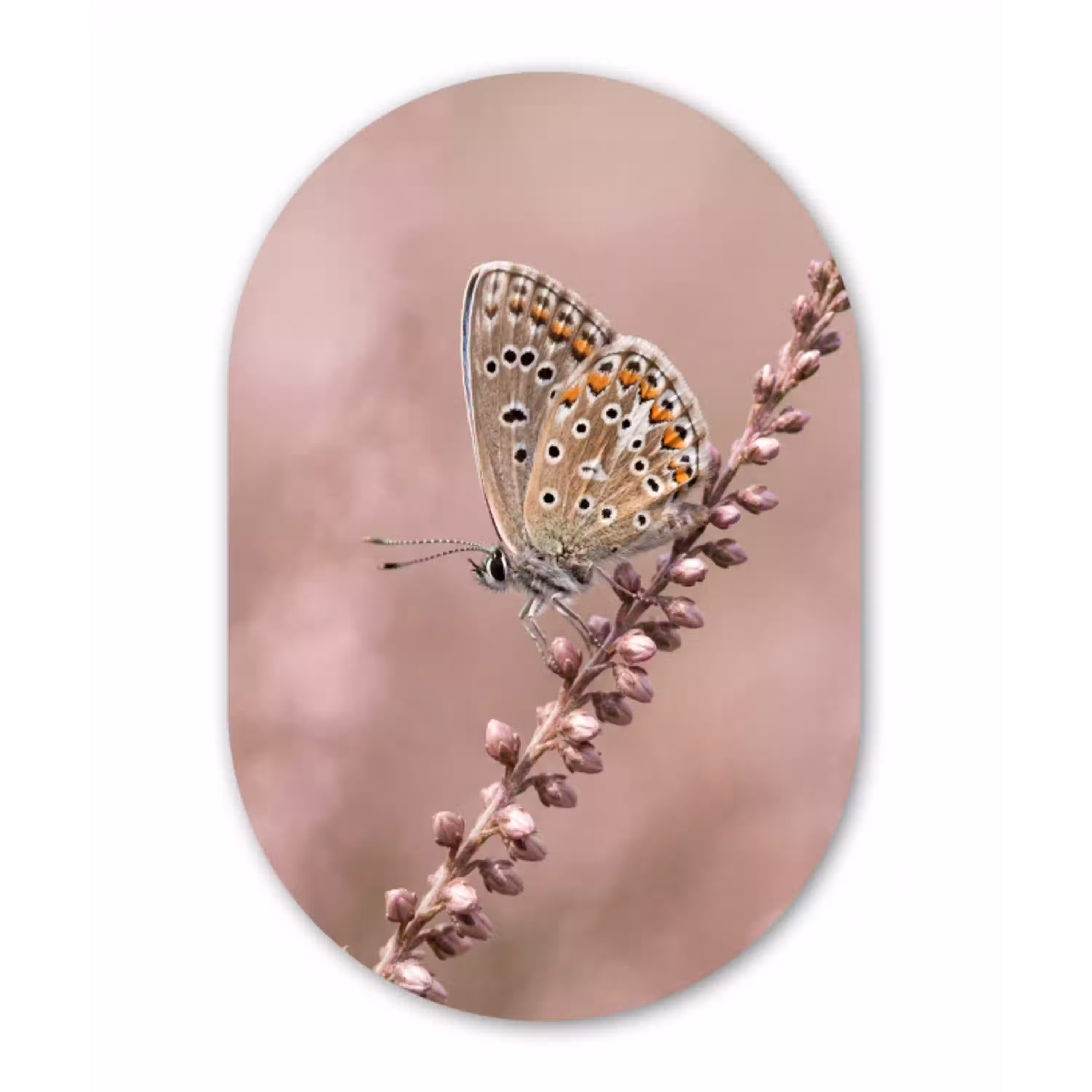 Lavendel - Vlinder - Paars Wandcirkel Ovaal Aluminium middel -3d