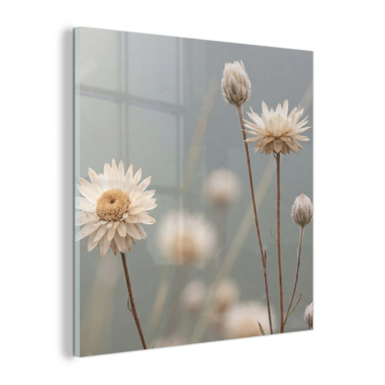 Strobloemen - Wit - Daglicht plexiglas 5mm klein -z3d