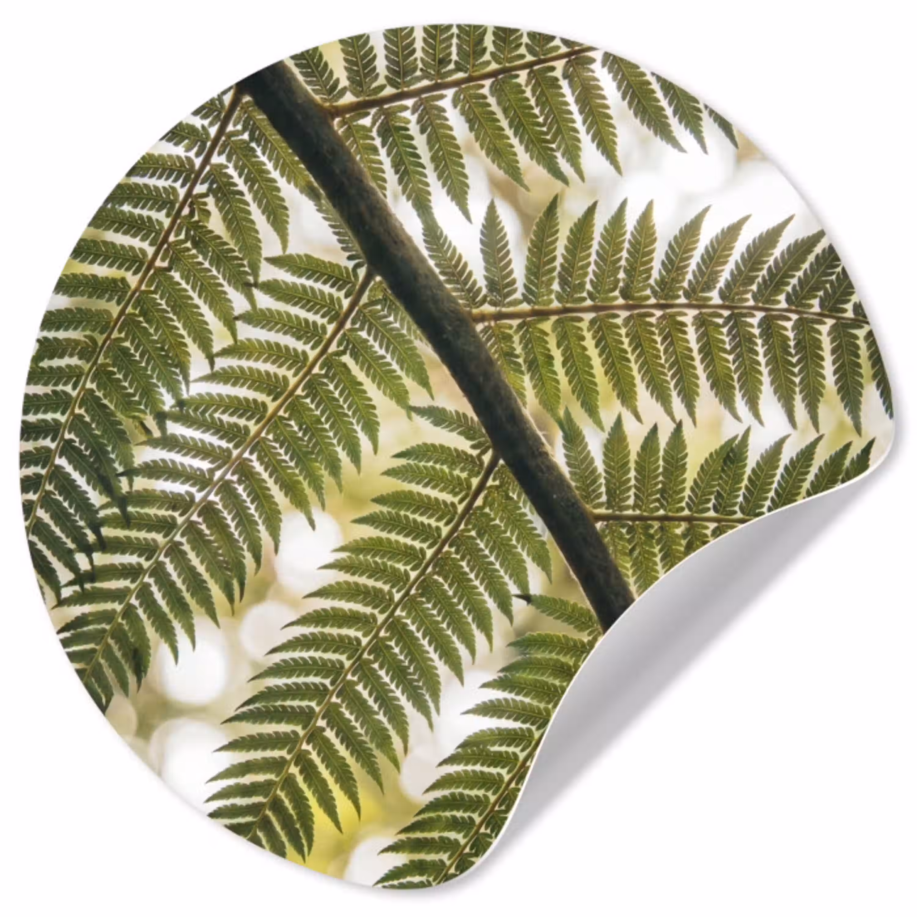 Plant - Blad - Natuur - Groen - Detail Wandcirkel behangsticker klein -3d