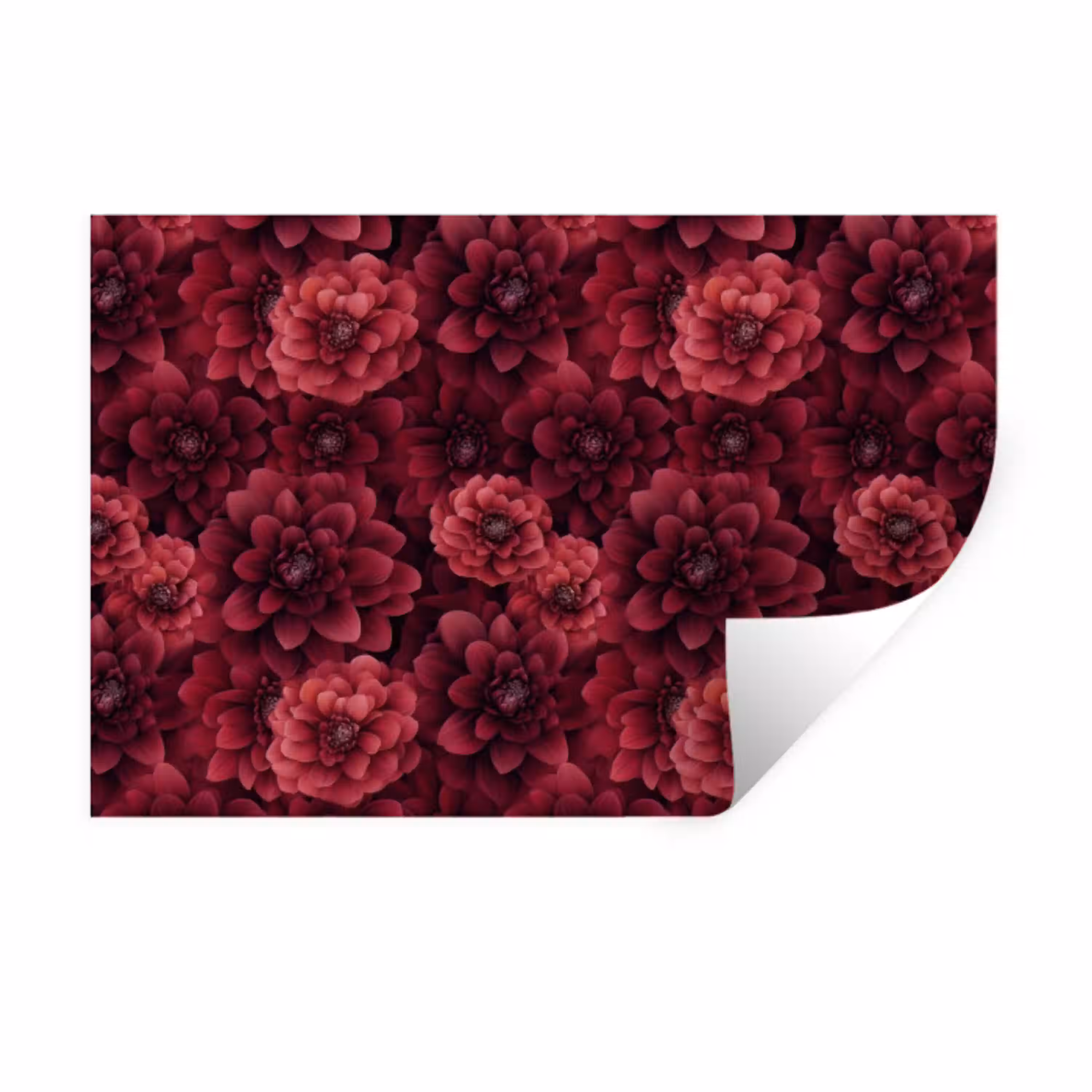 Dahlias - Bloemen - Rood Muursticker klein 286 -3d