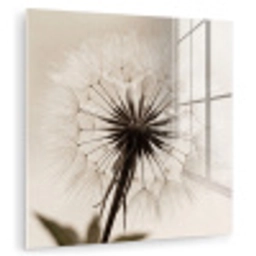 Paardenbloem - Minimalistisch - Wit plexiglas 5mm klein -zzzproduct_nieuw