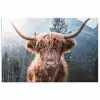Schotse hooglander - Koe - Dieren - Berg - Natuur poster papier klein -3d