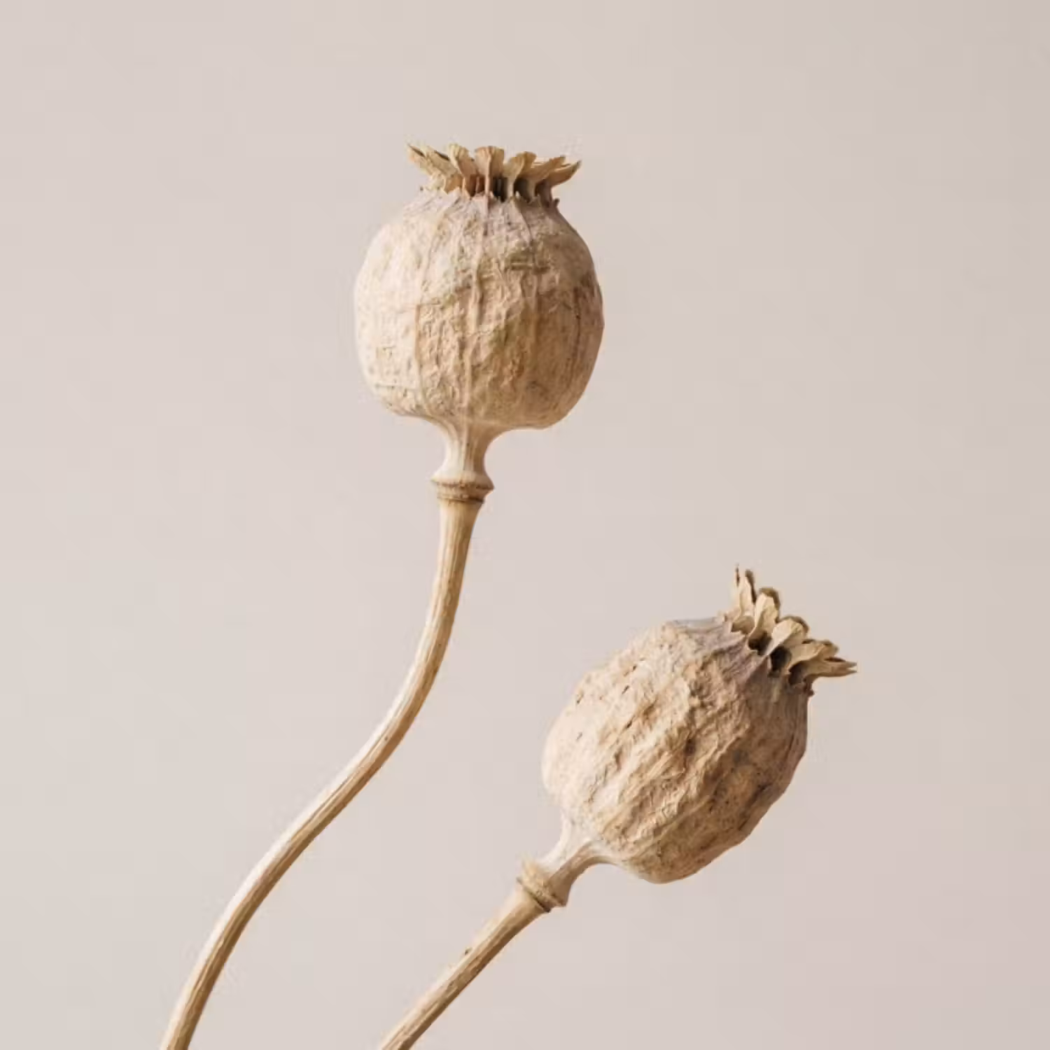 Behang - Papaverbollen - Droogbloemen - Minimalistisch - Beige - Rustig