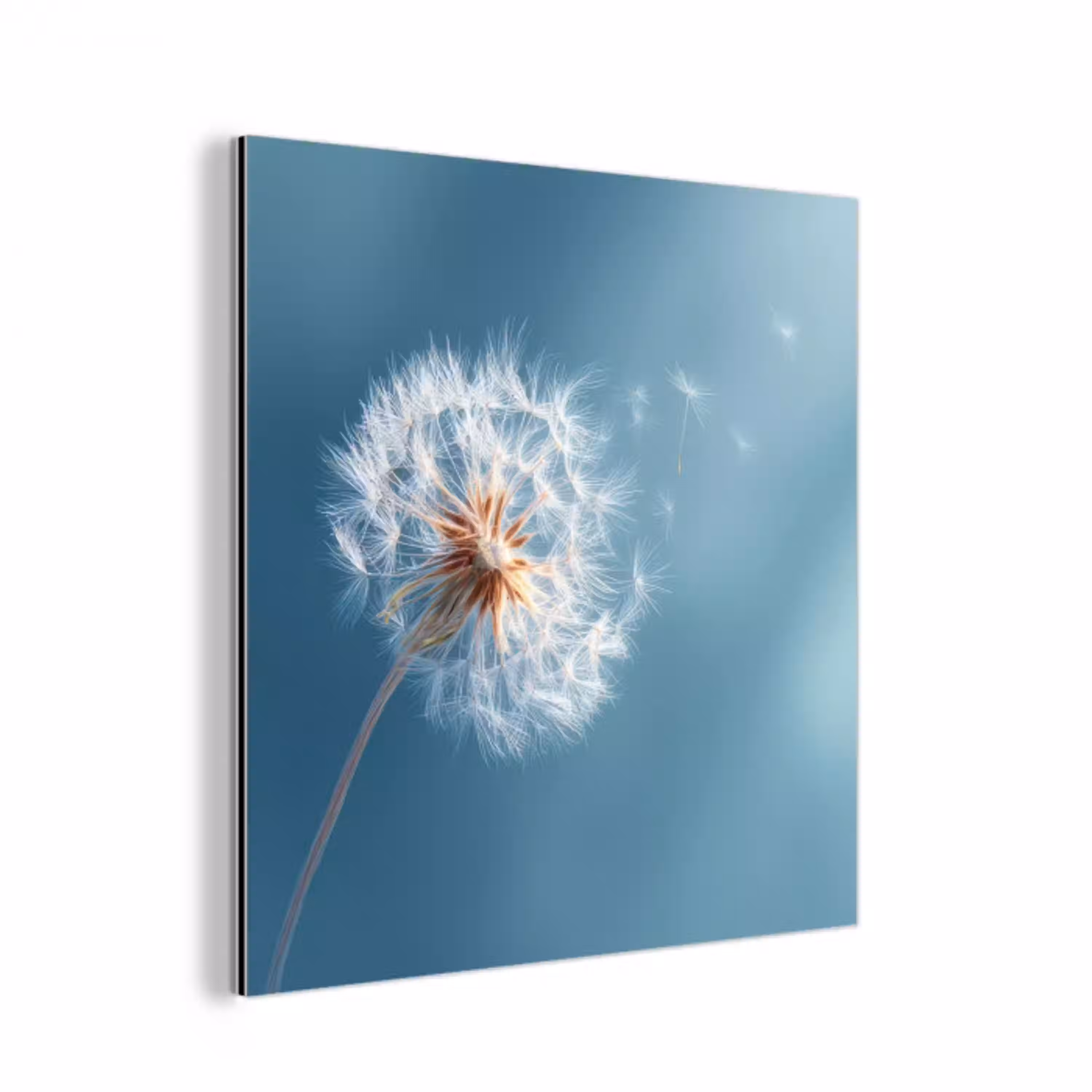 Paardenbloem - Wind - Blauw aluminium wit klein -3d