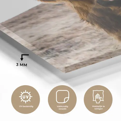 Schotse hooglander - Landschap - Koe - Bruin - Dieren - Natuur plexiglas 5mm klein -sfeer2