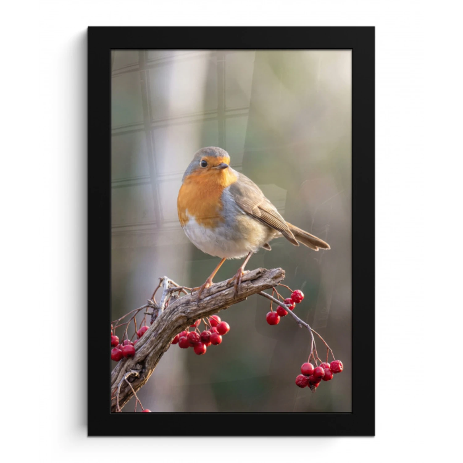 Roodborst - Tak - Bessen - Natuur fotolijst zwart zonder passe partout klein -3d