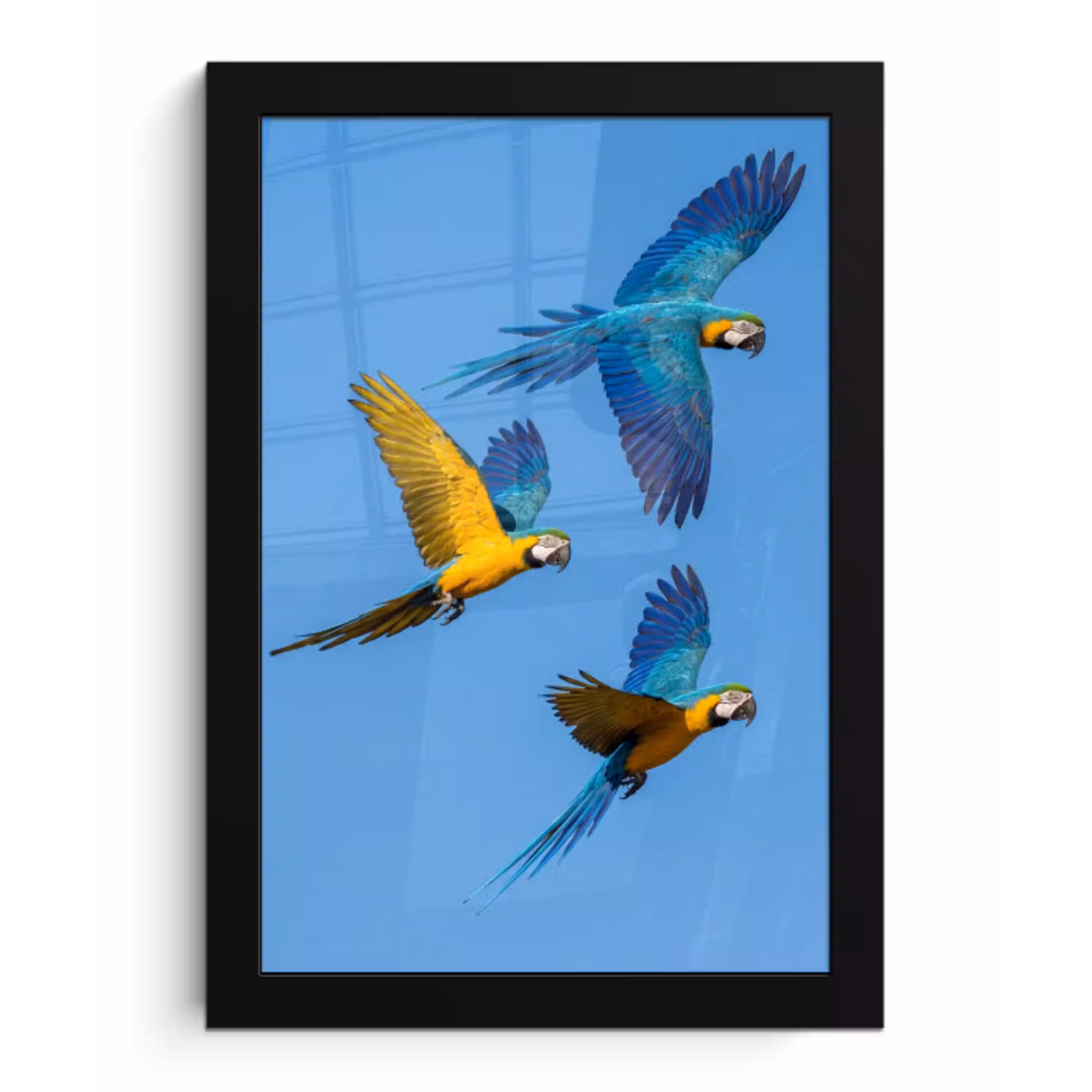 Papagaai - Vliegen - Blauw - Geel fotolijst zwart zonder passe partout klein -3d