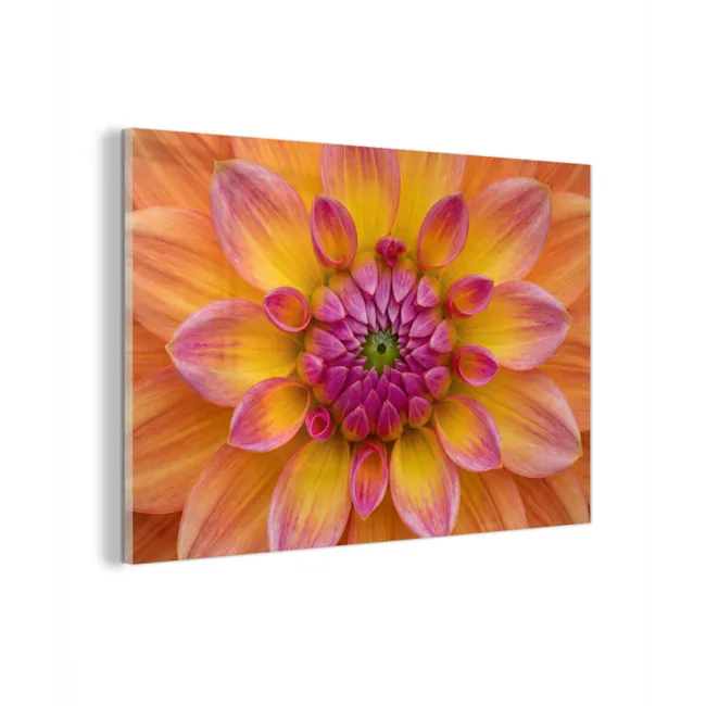 Glas schilderij - Dahlia - Bloem - Oranje