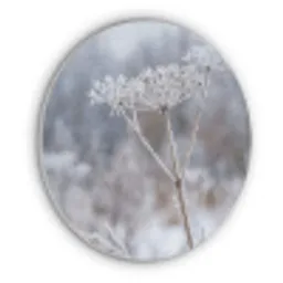 Schermbloem - Rijp - Kristallen - Winter - Delicaat Akoestische PET Vilt - Rond klein -3d