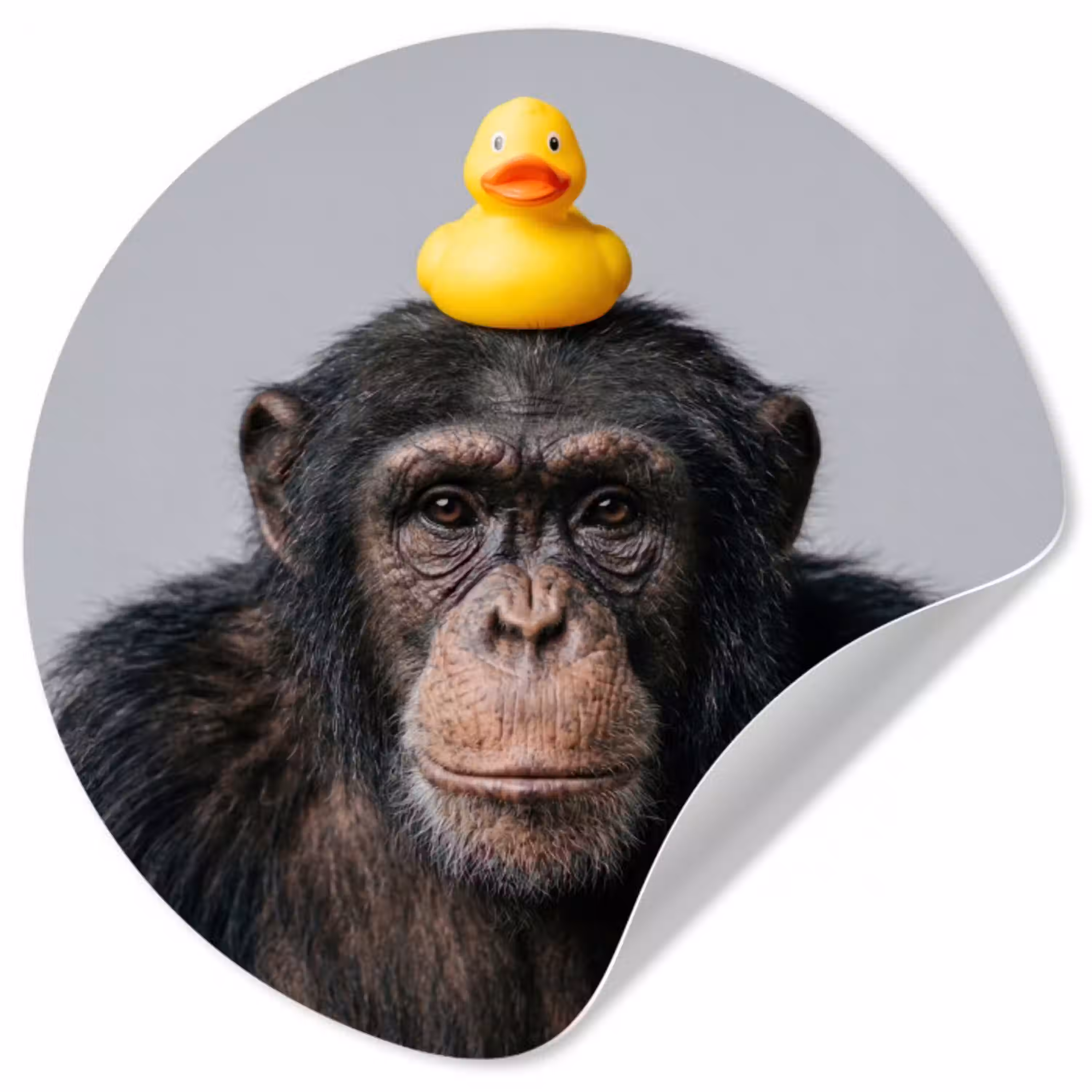 Chimpansee - Badeend - Grijs Wandcirkel behangsticker klein -3d