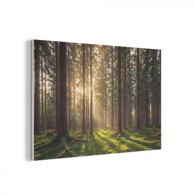 Akoestisch schilderij - Bos - Gras - Zonlicht