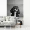 Poedel - Hond - Zwart - Wit - Schattig - Pasta fotobehang vinyl groot -woonkamer
