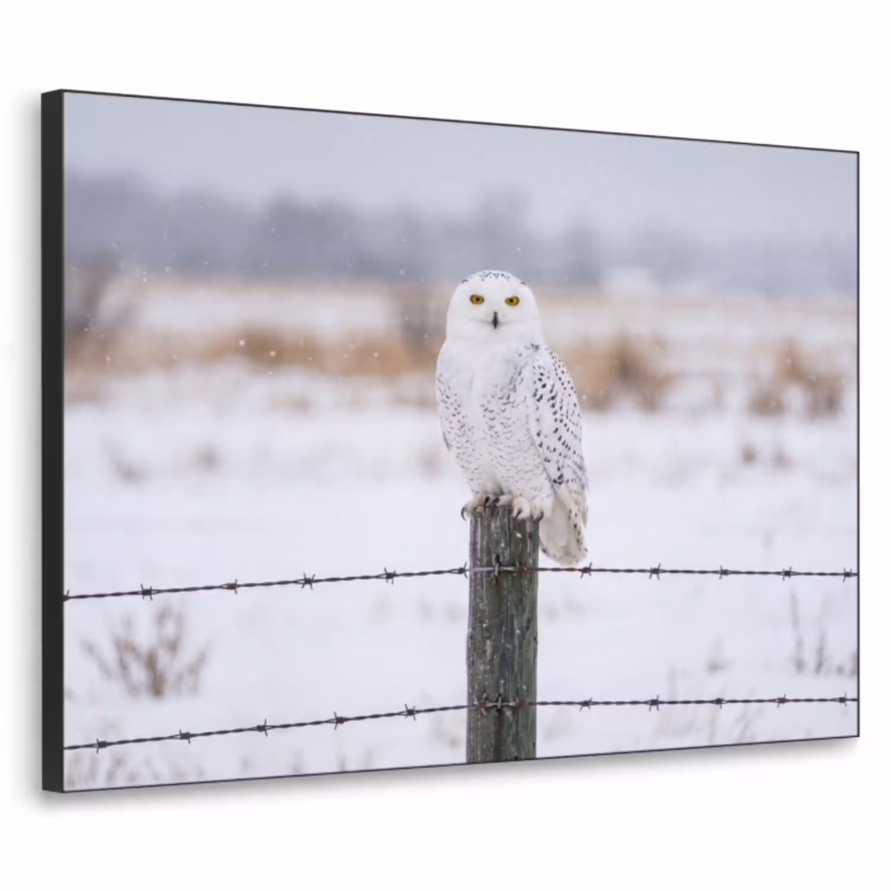 Sneeuwuil - Hek - Sneeuw - Wit Textielframe zwart klein -3d