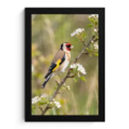 Putter - Bloesem - Lente - Natuur - Kleurrijk fotolijst zwart zonder passe partout klein -3d