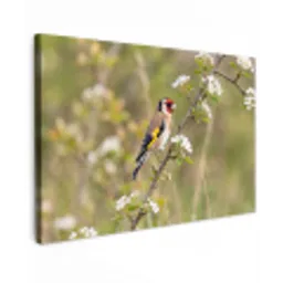 Putter - Bloesem - Lente - Natuur - Kleurrijk canvas 2cm klein -z3d