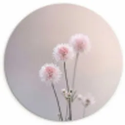 Bloemen - Bollen - Roze Wandcirkel kunststof plaat 5mm dik klein -3d