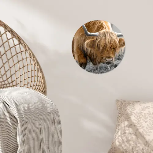 Schotse Hooglander - Dieren - Bruin - Koe - Zwart - Wit - Natuur Wandcirkel behangsticker klein -sfeer4