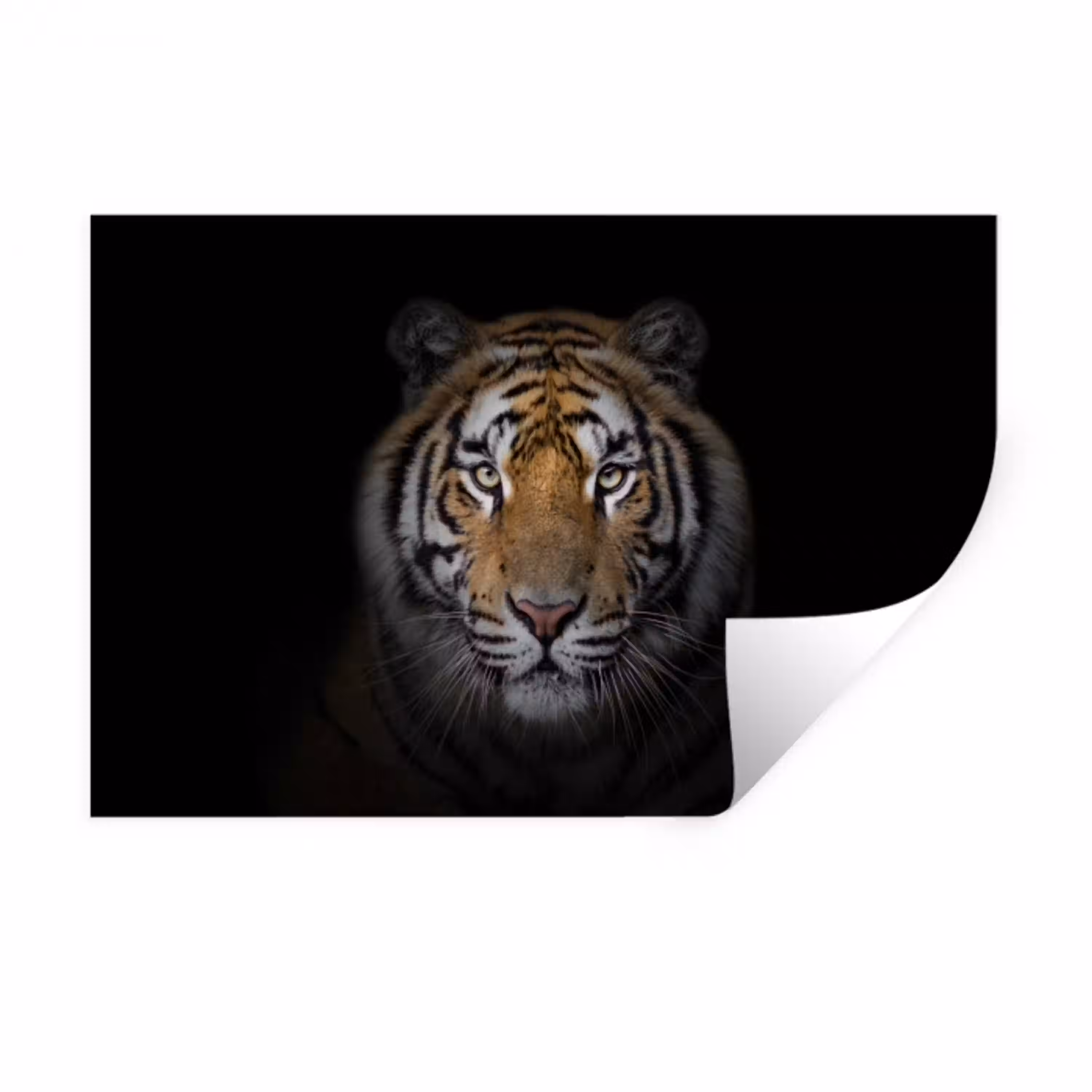 Tijger - Wilde dieren - Portret - Zwart - Dieren Muursticker klein -3d