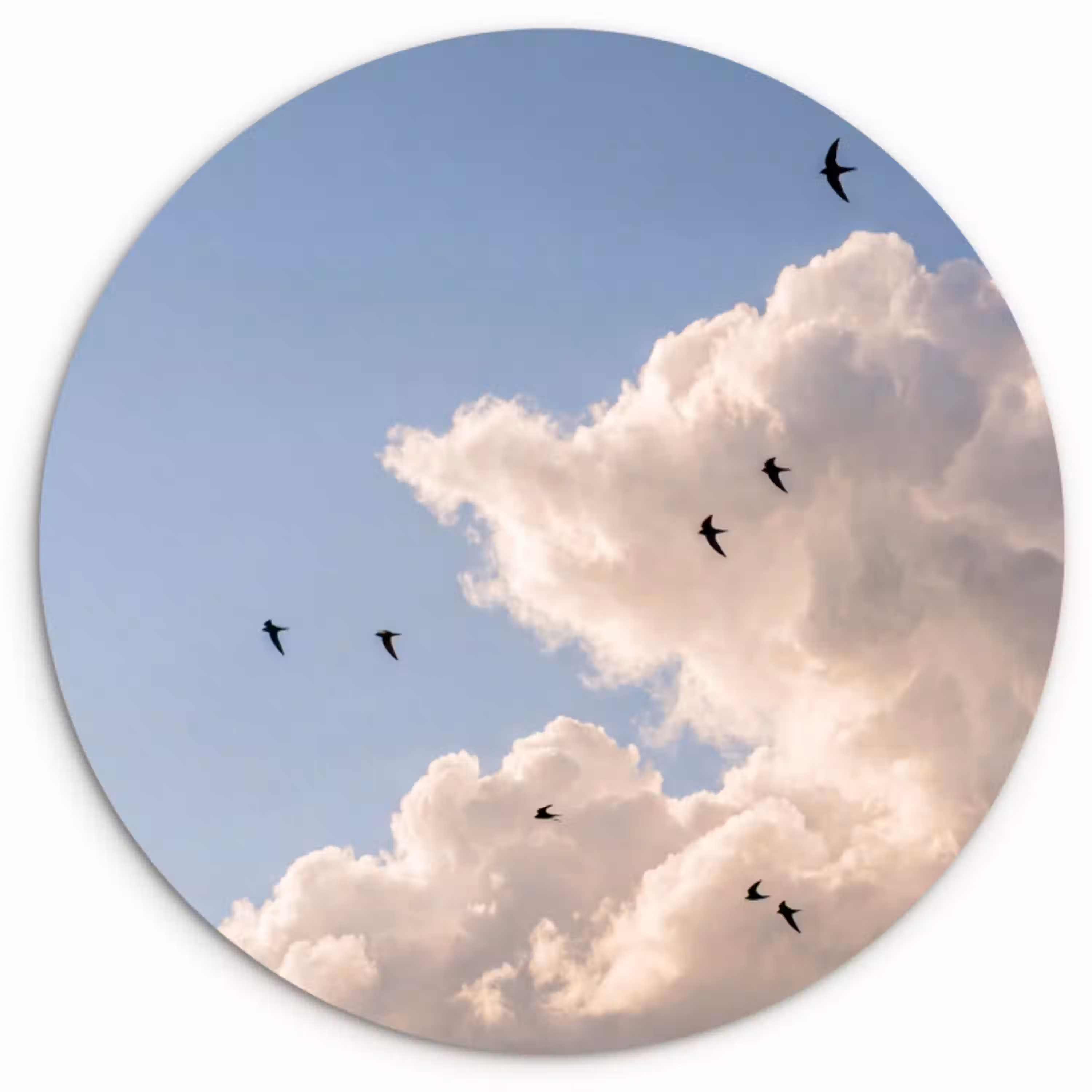 Vogel - Vlucht - Wolken - Natuur - Blauw Wandcirkel kunststof plaat 5mm dik klein -3d