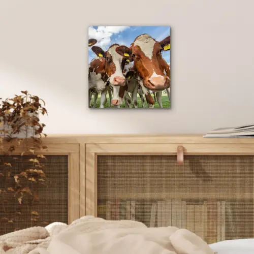 Koeien - Dieren - Weiland - Natuur aluminium wit klein -sfeer3