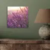 Lavendel - Paars - Zonlicht aluminium wit klein -sfeer2